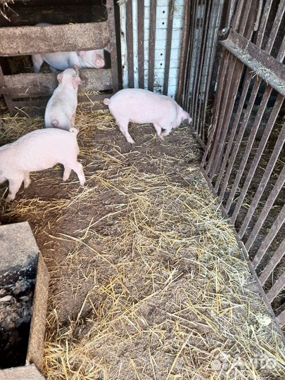 Продам поросят