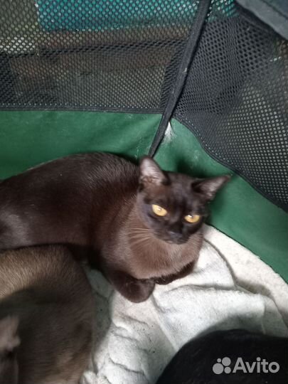 Продам котят