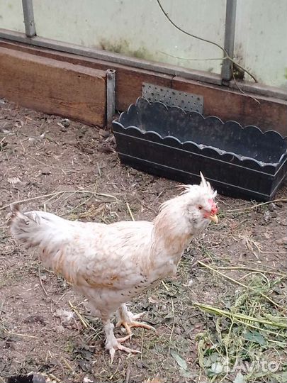 Петух сибирская мохноножка