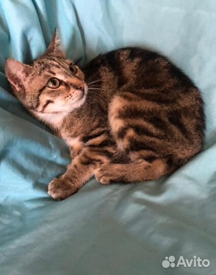 Молодая кошка окраса табби Маняша ищет дом