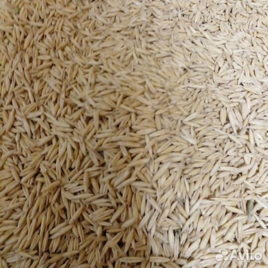 Ячмень,овес,лен пшеница семенная