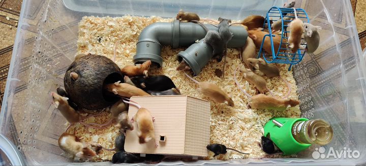 Декоративные мышки