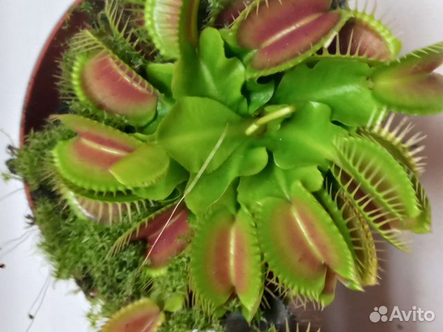 Венерина мухоловка