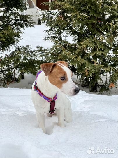 Джек Рассел терьер для вязки