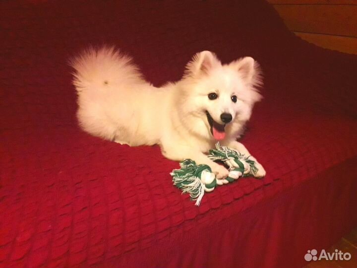 Передержка животных. Догситтер. Зоогостиница