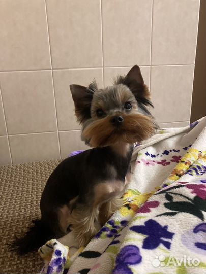 Йоркширский терьер(мини)ищет невесту на вязку