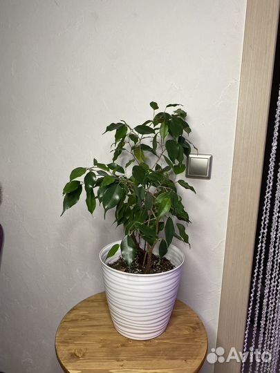 Фикусы бенджамина