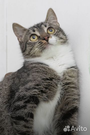 Коровка ищет дом 6 мес стерилизована привита