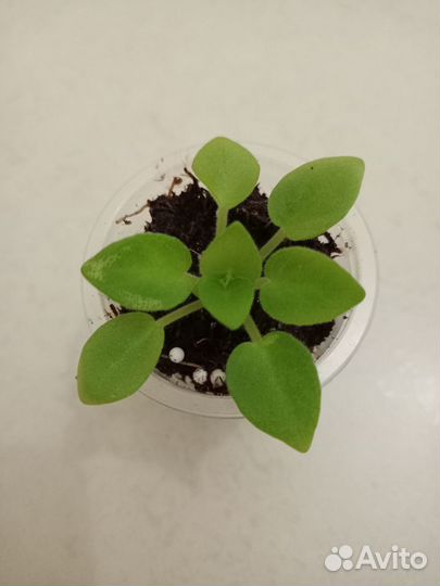 Мини фиалка ск - Яблоневый сад