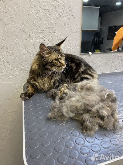Груминг, вычес, стрижка кошек