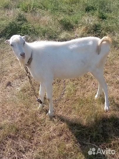 Коза молодая, на мясо