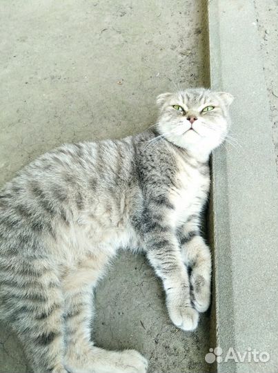 Шотландская вислоухая кошка