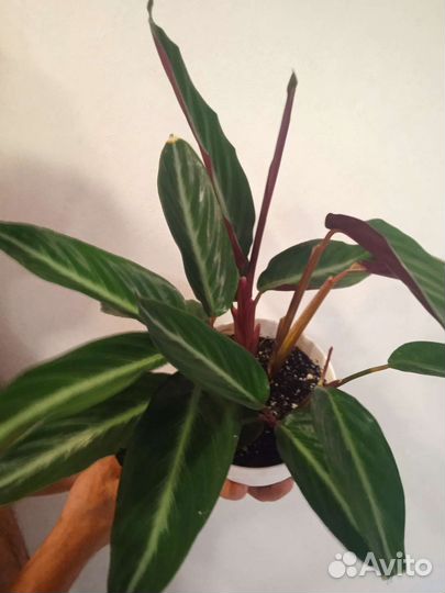 Строманта мультиколор, калатеи