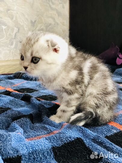 Шотландские вислоухие котята