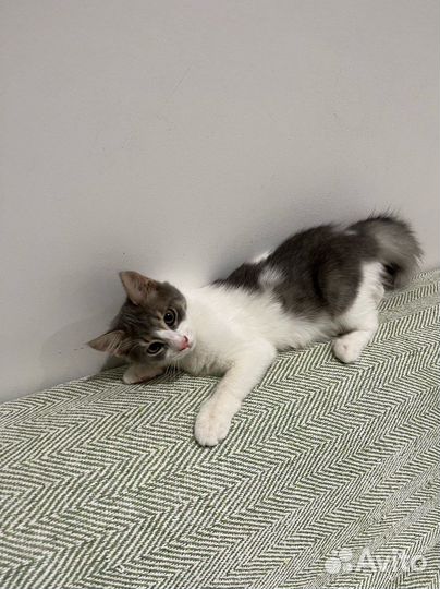 Котята в добрые руки бесплатно