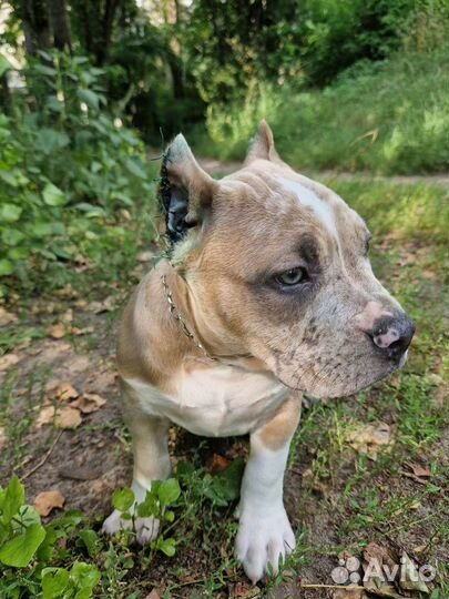 Американский булли мерле