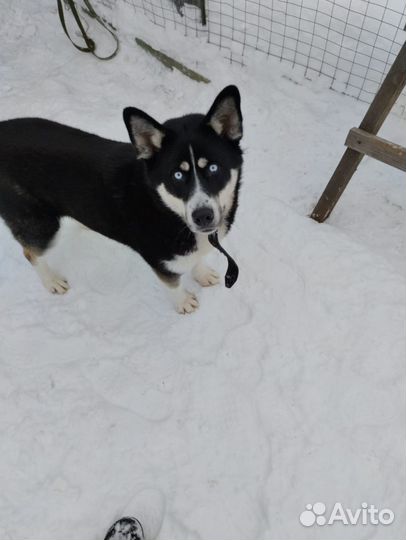 Сибирский хаски