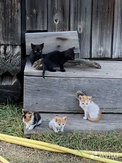 Котята в добрые руки