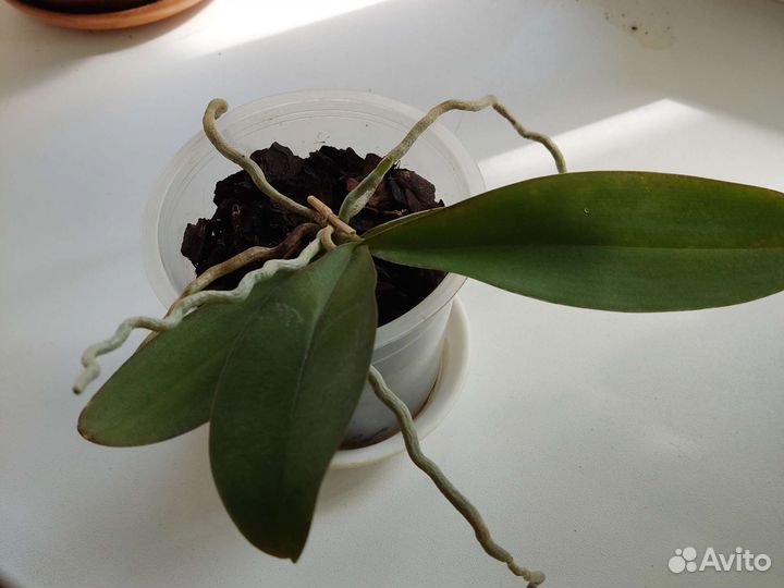 Цветы разные