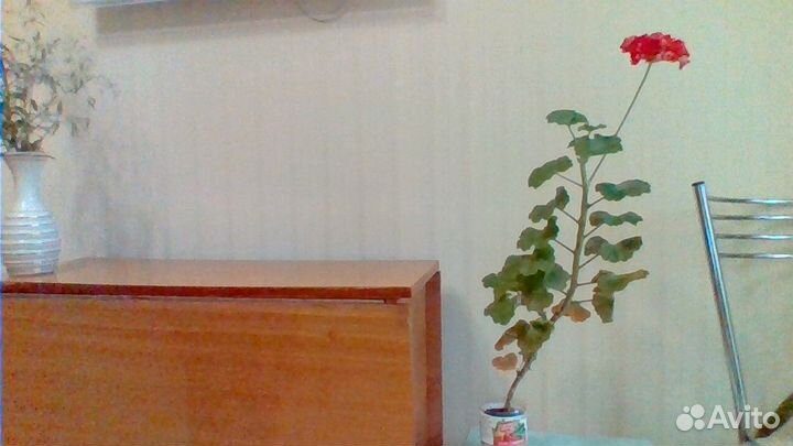 Герань пеларгония красная