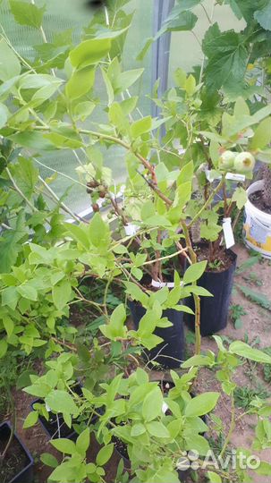 Голубика 3х и 5ти летки