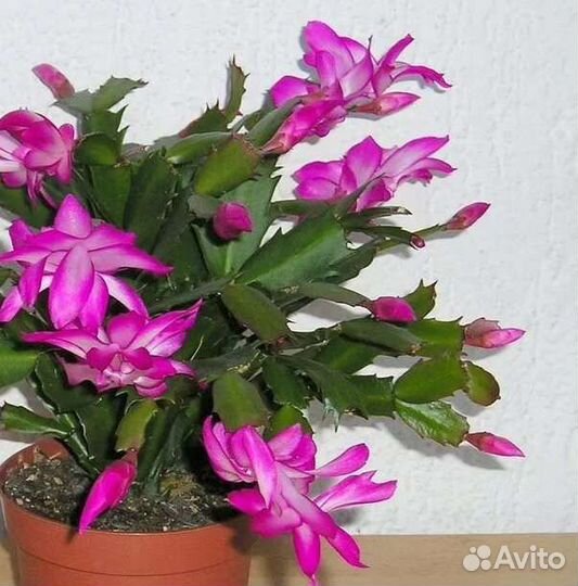 Декабрист шлюмбергера в горшке