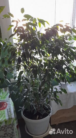 Фикус Бенджамина