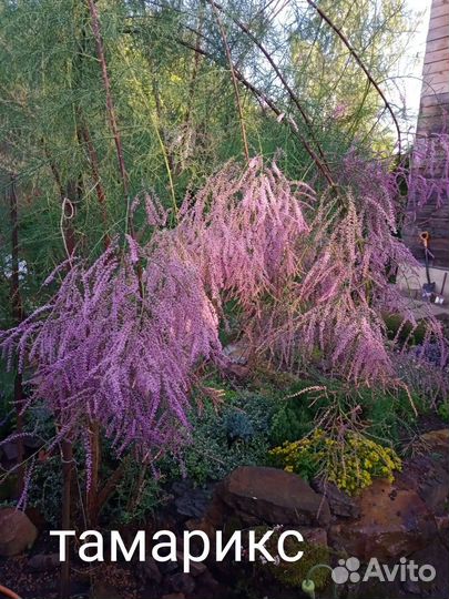 Декоративные многолетние растения