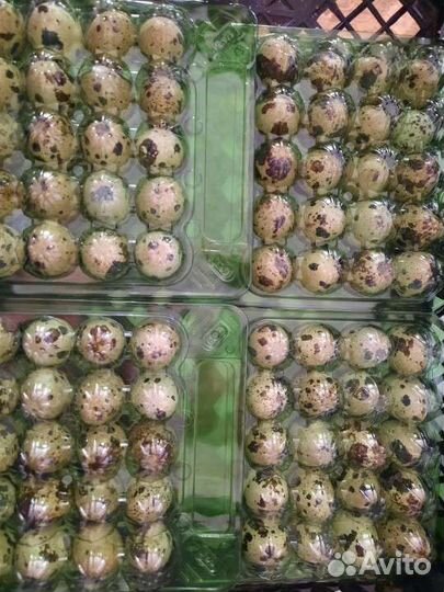 Яйцо перепелиное