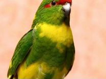 Попугаи какарики(3-5мес)