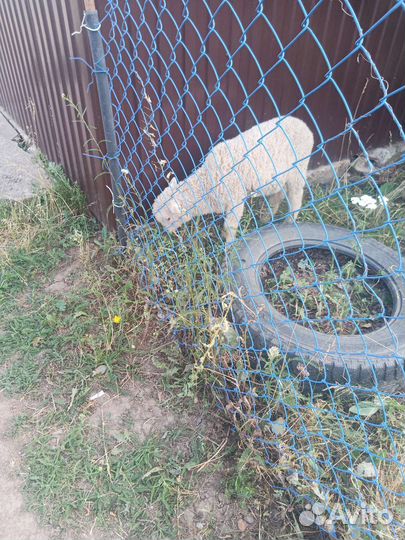 Продажа баранов