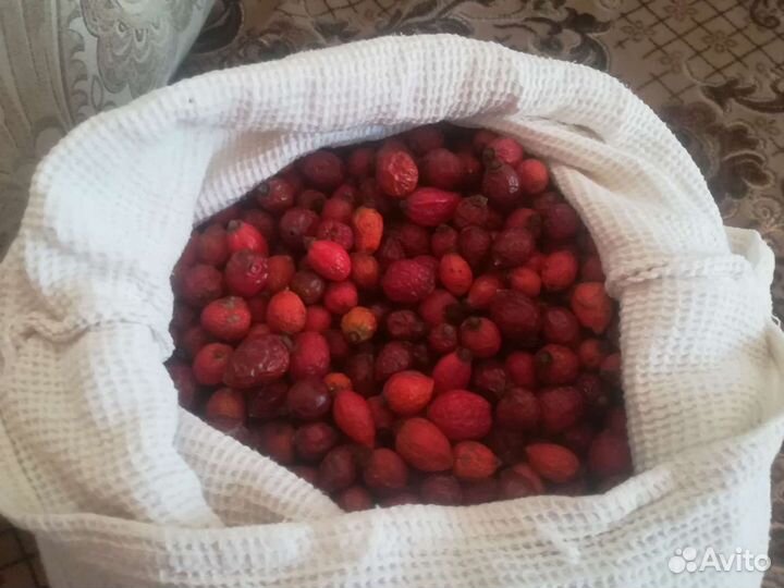 Саженцы шиповника