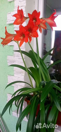 Гиппиаструм