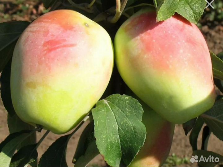Саженцы яблоня