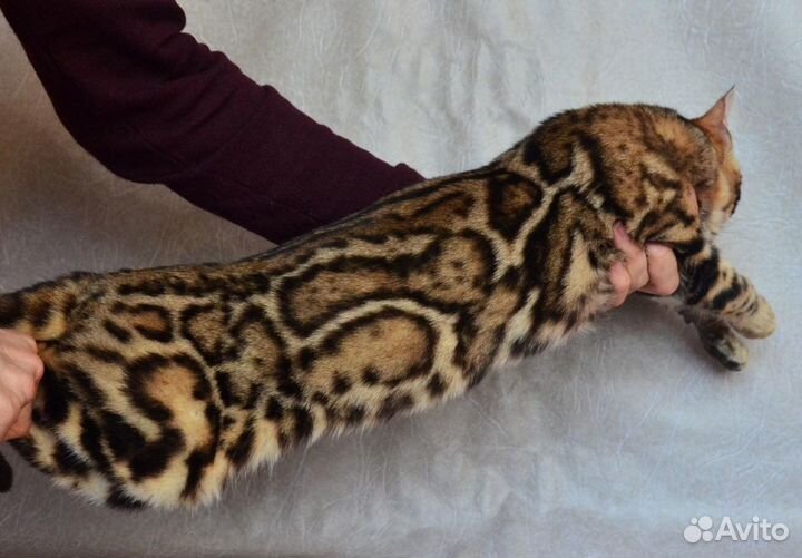 Взрослый бенгальский леопардовый кот купить в Киевском | Животные и  зоотовары | Авито