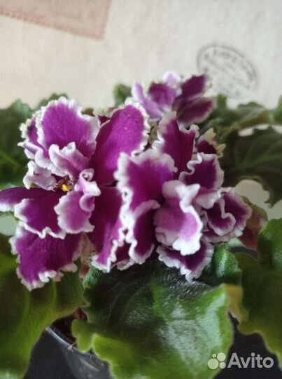 Сортовые фиалочки