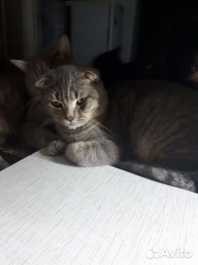 Котики и кошечки и котята