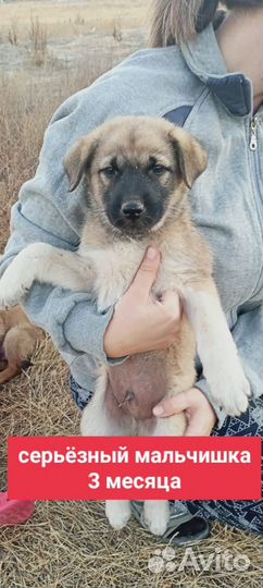 Щеночки в добрые руки. Примерно 2-3 месяца