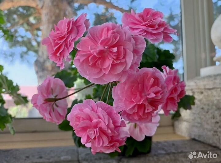 Пеларгония