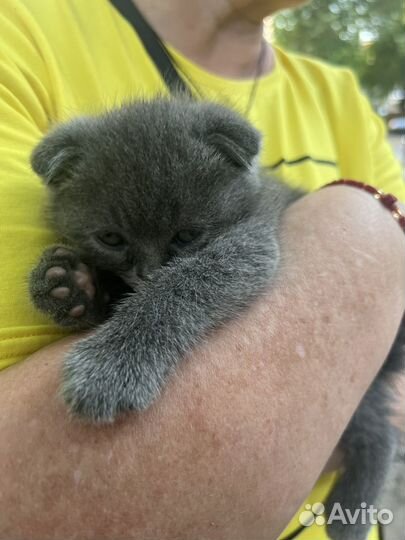 Шотладские котята
