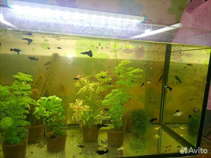 Аквариумные рыбки и растения