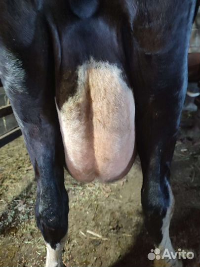 Корова дойная