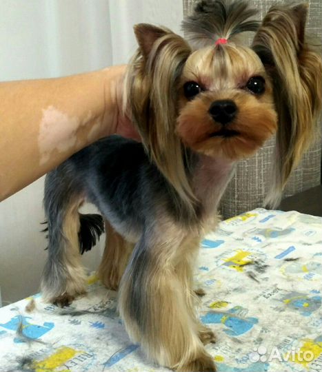 Стрижка кошек, собак. Любой сложности