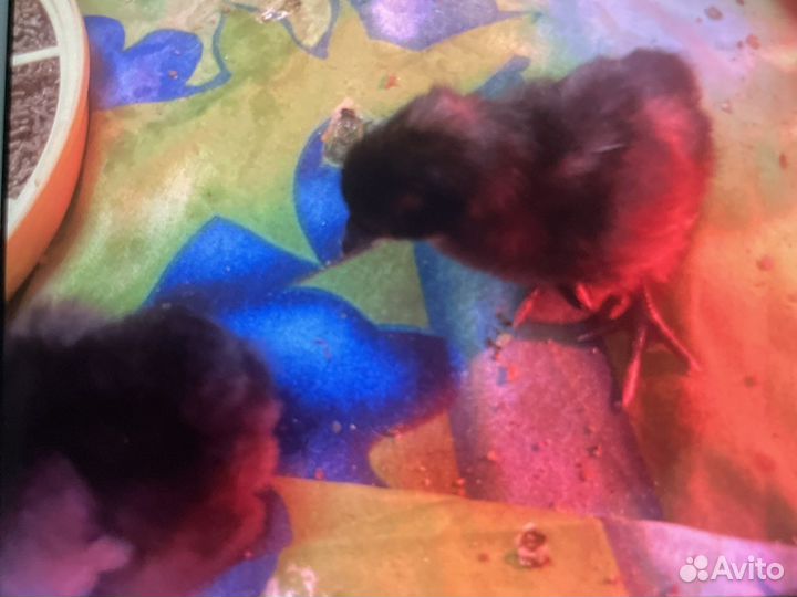 Лакеданзи, сильверудд инкубационное яйцо