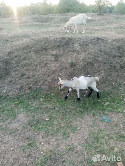 Козлики на мяса