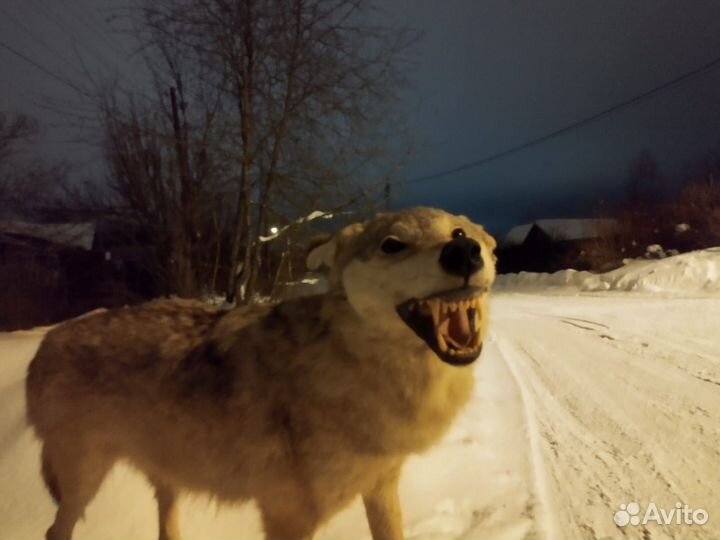 Чучело волка