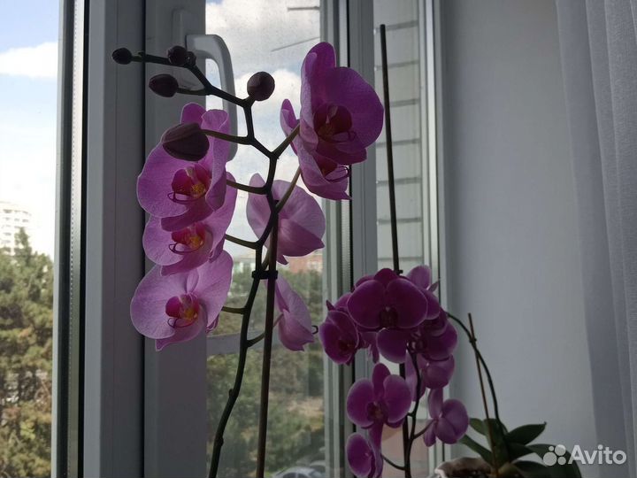 Орхидеи в горшке