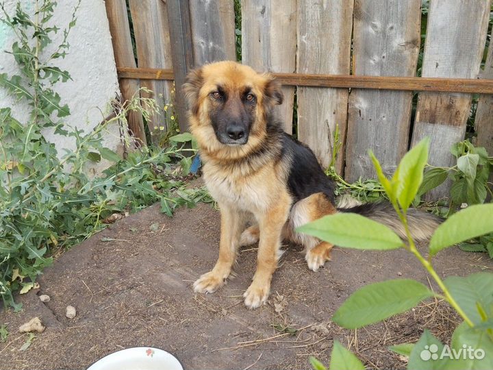 Собака в добрые руки