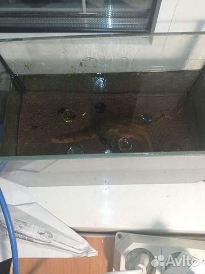 Аквариум 5 литров с крышкой и наполнением