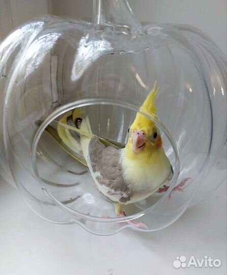 Попугай корелла птенец